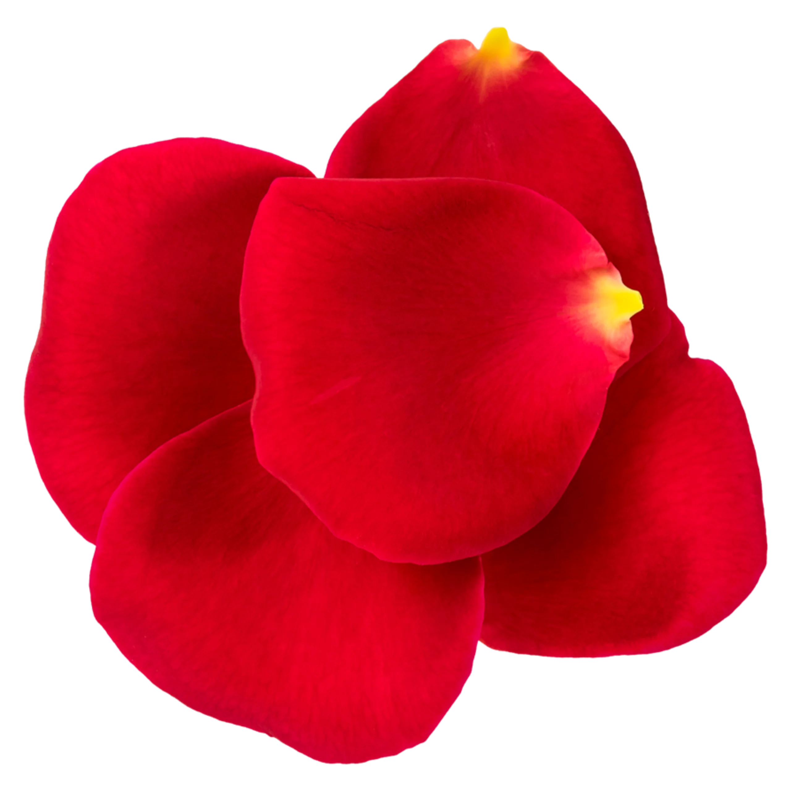 Petals 3